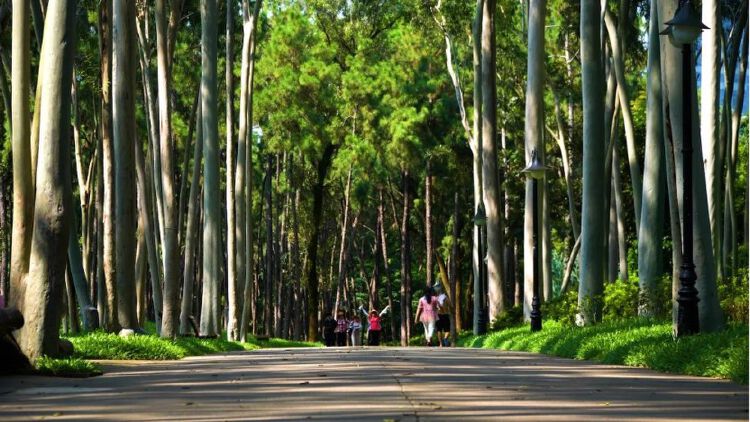 深圳笔架山公园"趣味植物迷你花园"建成,等你来!