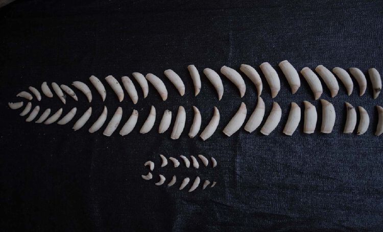 抹香鲸骨骼标本在厦门成型展示