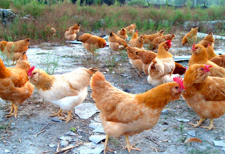 发现深圳长胡须的龙岗鸡