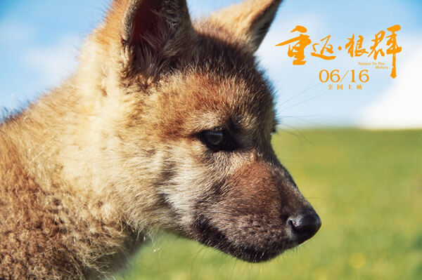 纪录片《重返·狼群》"送狼千里"打动观众