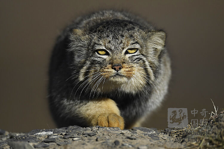 兔狲摄于青海(图片由斯塔凡拍摄)