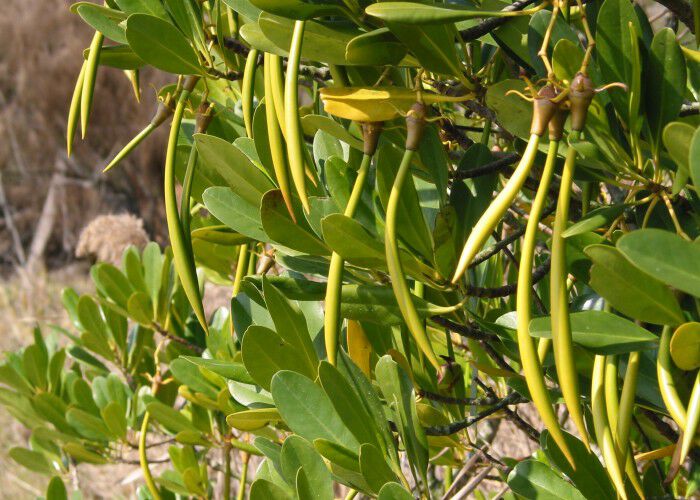 红树植物的胎生苗