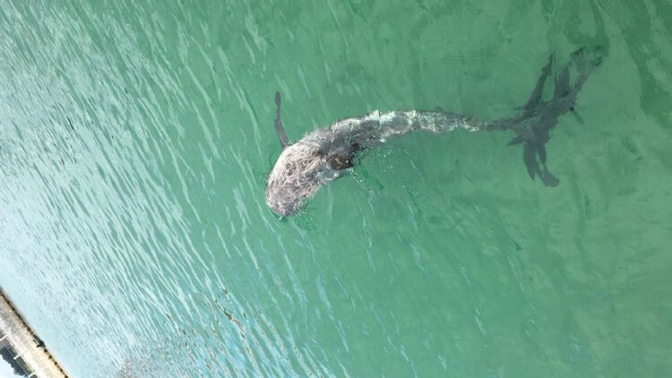 受伤濒危瑞氏海豚罕见现身大亚湾 已转移至保护区救助池