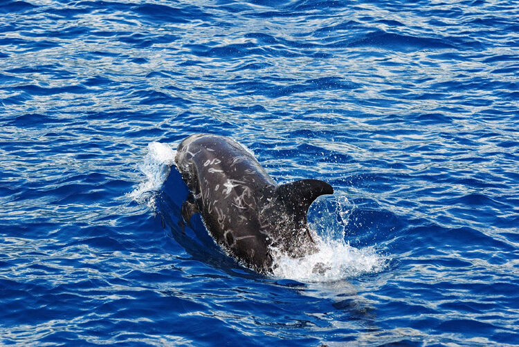 受伤濒危瑞氏海豚罕见现身大亚湾 已转移至保护区救助池