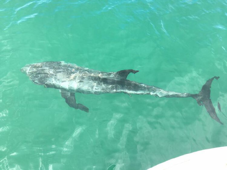 惠东海域受伤瑞氏海豚已死亡将制成科普标本