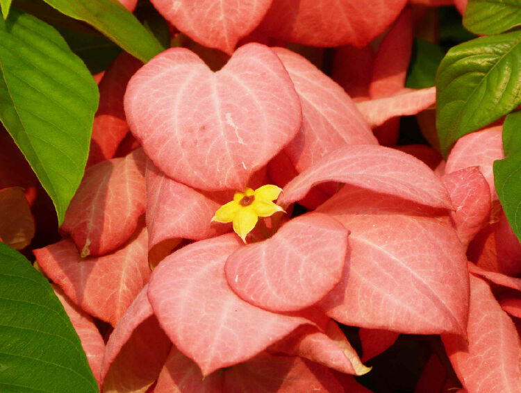 文灿╱文 廖万育╱图 十月,深圳有很多种花儿可以观赏:国庆花,簕杜鹃