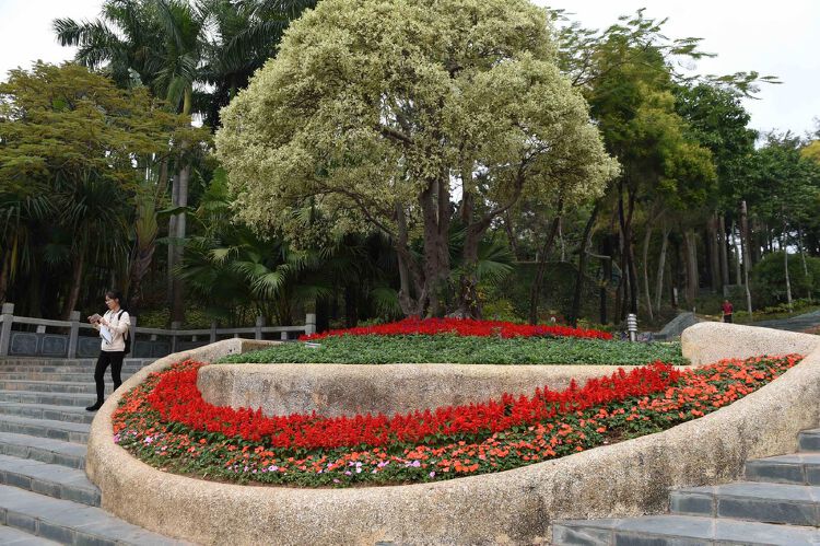 莲花山公园金桂路至山顶广场周边绿化提升,深圳湾公园花带建设(二期)