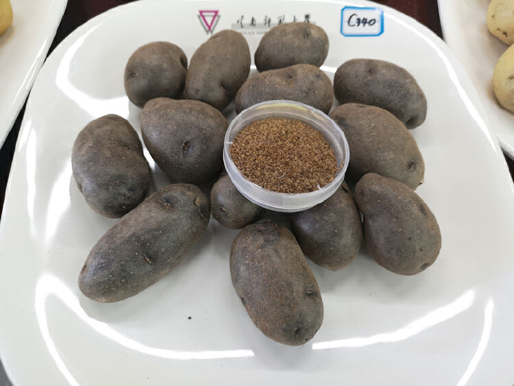 中国科学家再度领跑马铃薯"种子化"科研进程