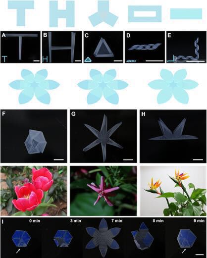 模仿含羞草,传统生物材料也能"变形"