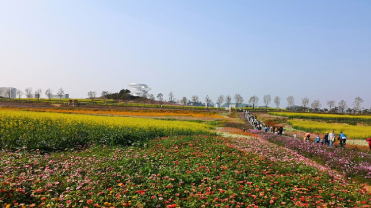 一大波美照来袭,光明小镇2000亩花海花期正盛