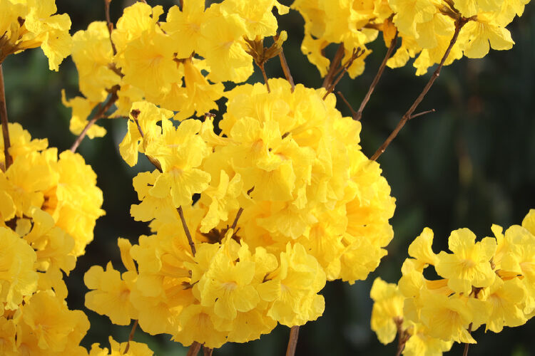 鵬城識花②|很黃很霸氣的……黃花風鈴木