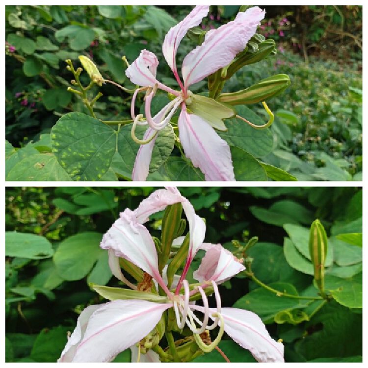 羊蹄角,有荚果 (图片由植物导赏员王老师提供)