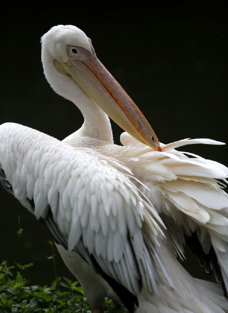 深圳野生动物园鹈鹕形态独特受游客喜爱