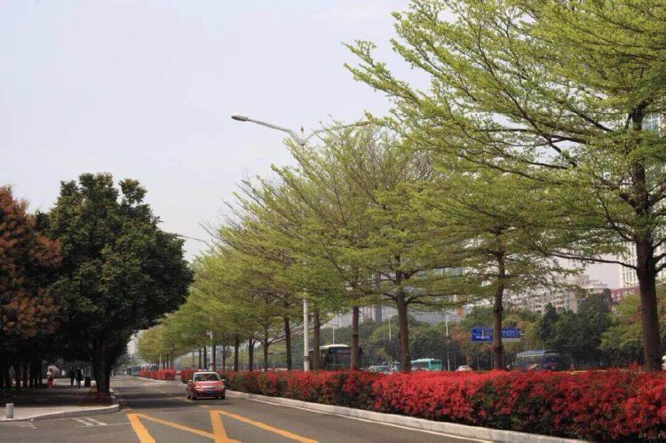 拱破路面的行道树要不要更换福田城管和综合执法局请您来听证