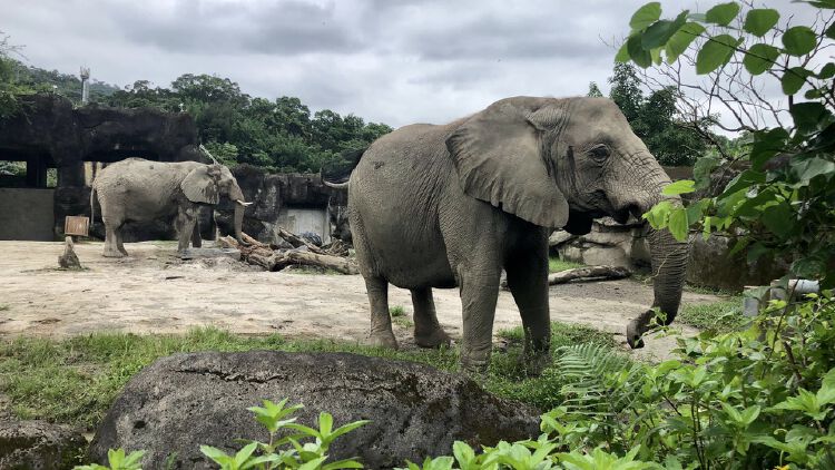 動物也休假!臺北動物園今起閉園十天勿撲空