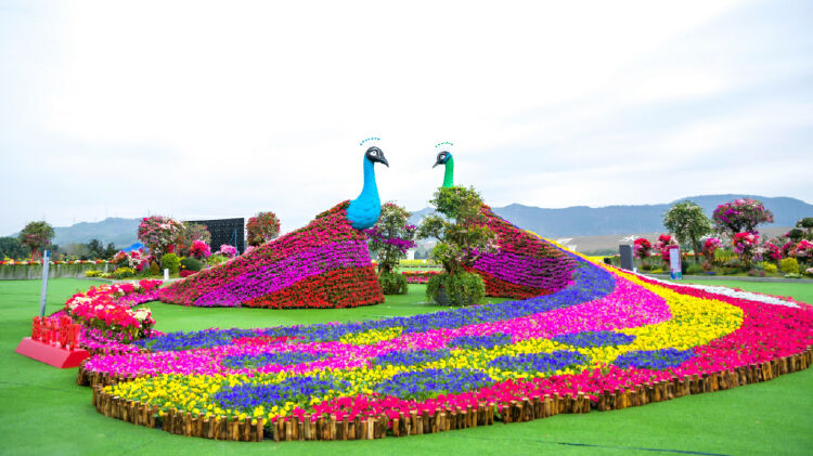 到光明小镇欢乐田园千亩油菜花海中逛花市