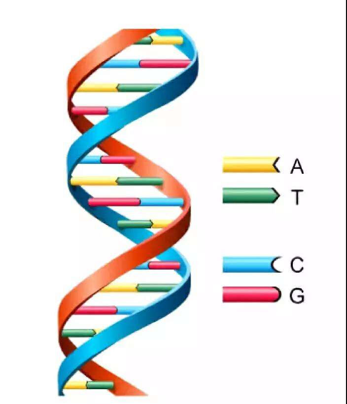 "驯服""随性"的脱氧酶,深圳科学家联合研发新一代高精度单碱基基因