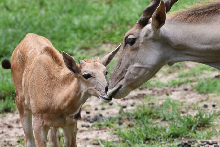 目前,大羚羊宝宝身体发育良好,是个"男孩",健康活泼,头上已长出小角.
