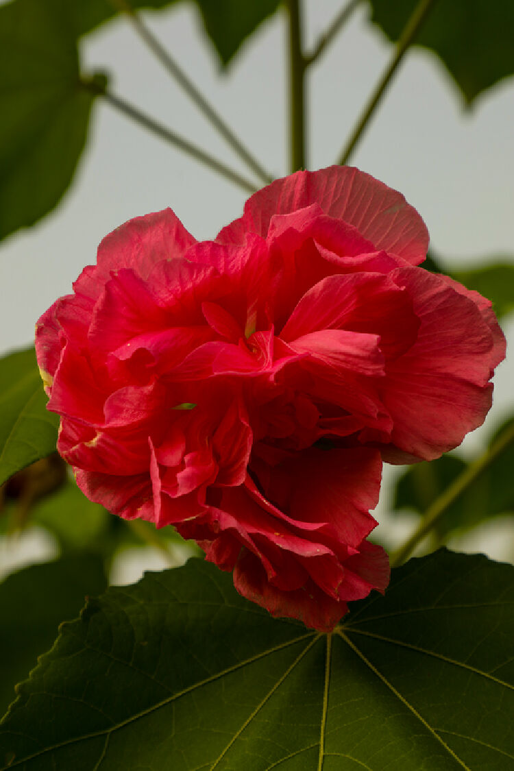 今年广州木芙蓉又将两度开花,现在正值赏花期
