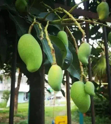 街头的"绿化芒"别瞎吃,有毒!