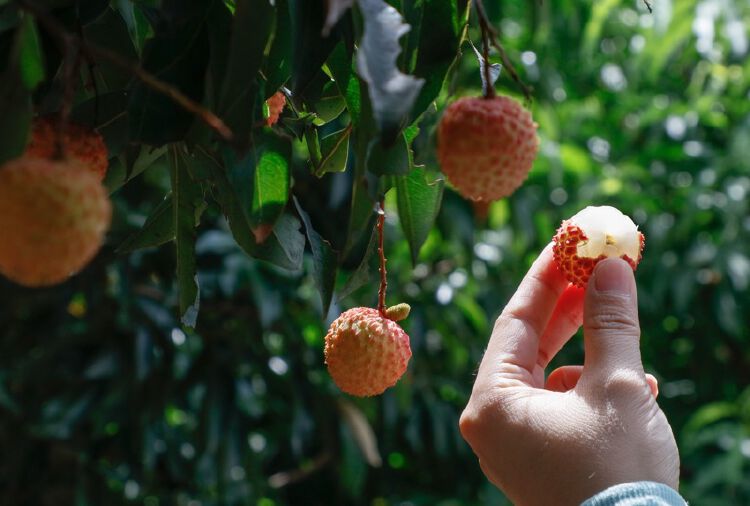 深圳甜蜜记忆黄田荔枝开摘首寄