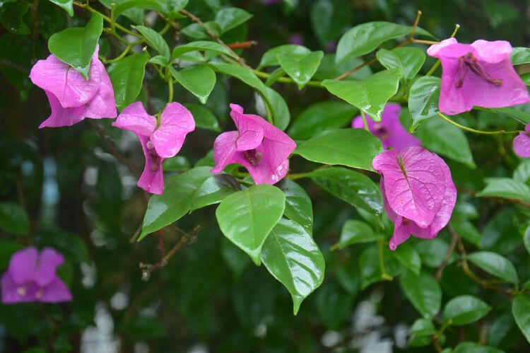 小平干部学院门口有棵簕杜鹃
