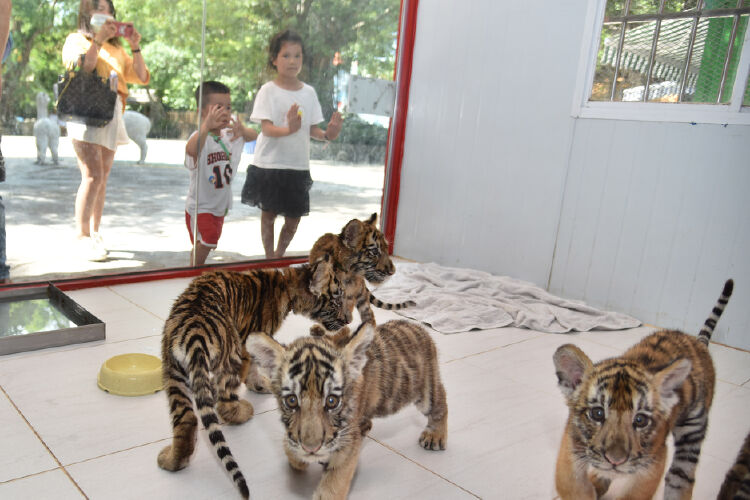 全球老虎日深圳野生動物園小老虎受遊客喜愛