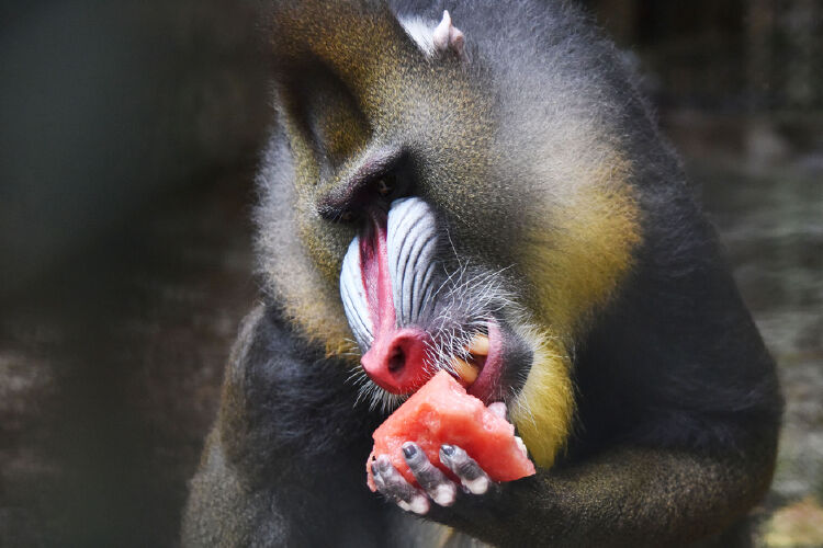 夏日炎炎,深圳野生动物园山魈啃西瓜