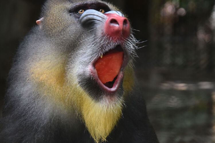 夏日炎炎,深圳野生动物园山魈啃西瓜