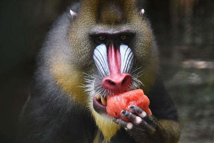 夏日炎炎,深圳野生动物园山魈啃西瓜