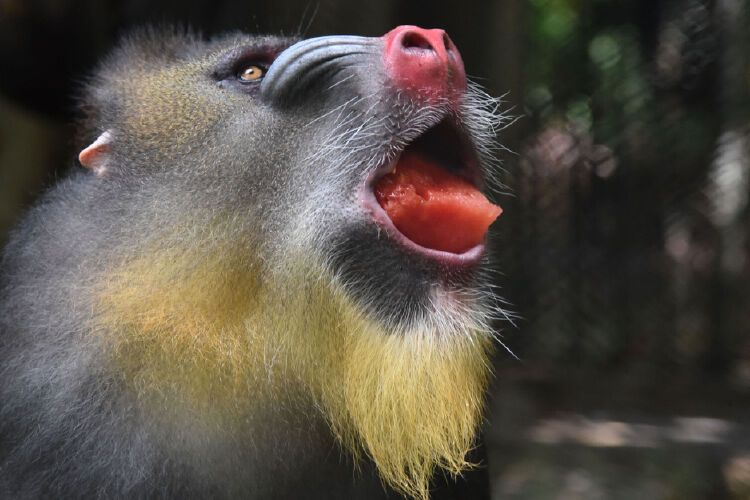 夏日炎炎,深圳野生动物园山魈啃西瓜