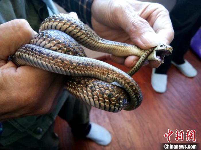 四川温泉蛇图片