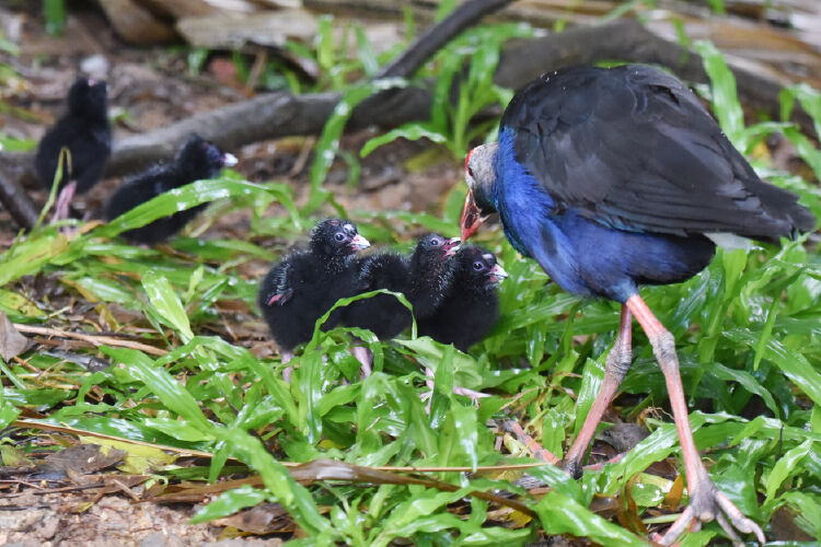 5只紫水鸡宝宝在自己的家园草地上踱步,它们各自的身上长满黑色绒毛