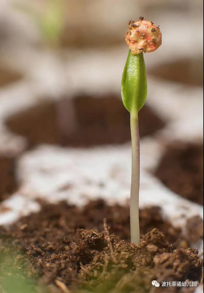 着东方 不拒细流浩浩汤汤 只是为了汇入大海汪洋 所有的禾苗破土而出