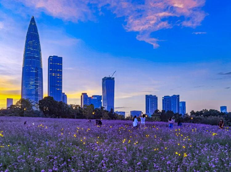 美翻了深圳湾公园流花山萤火虫灯光花海成网红打卡点