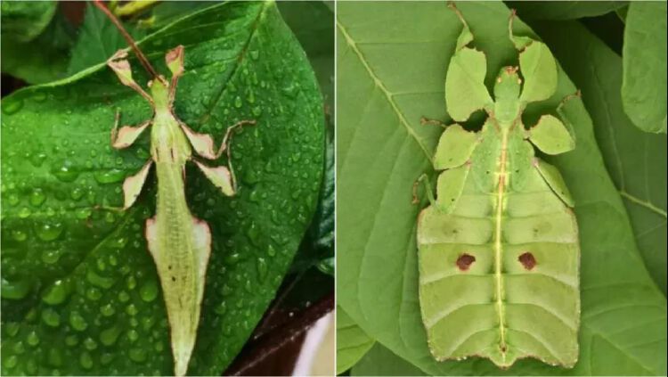 2020年,动物也"疯狂"