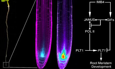 读创 植物细胞 封面 植物根系发育又多又长的 密码 找到了
