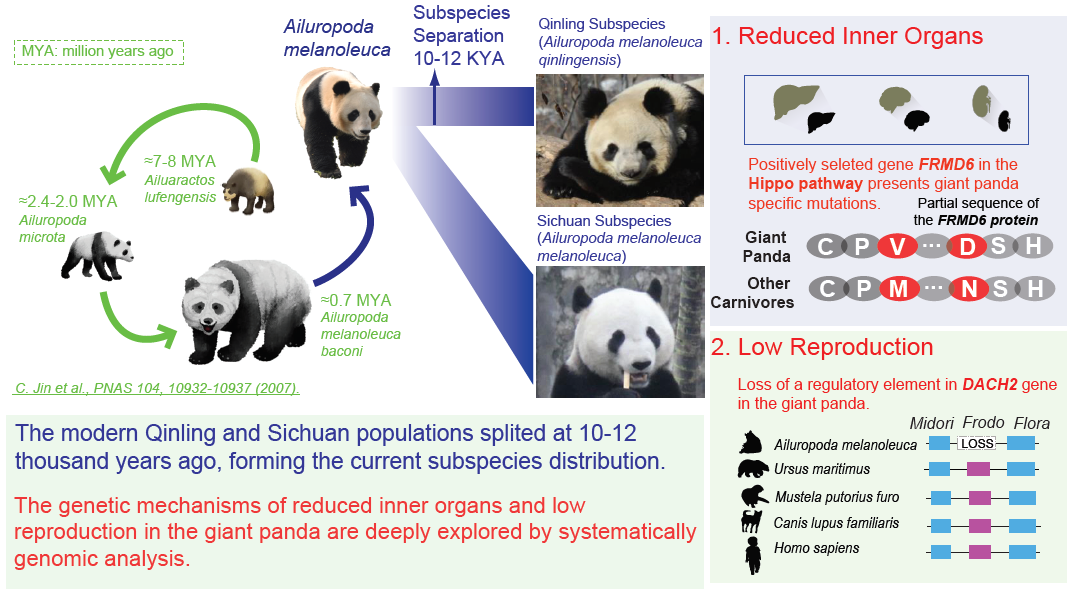 熊猫的生命周期流程图图片