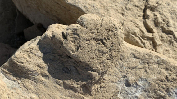 科学家发现迄今世界上最小剑龙类恐龙足迹长度不足6厘米