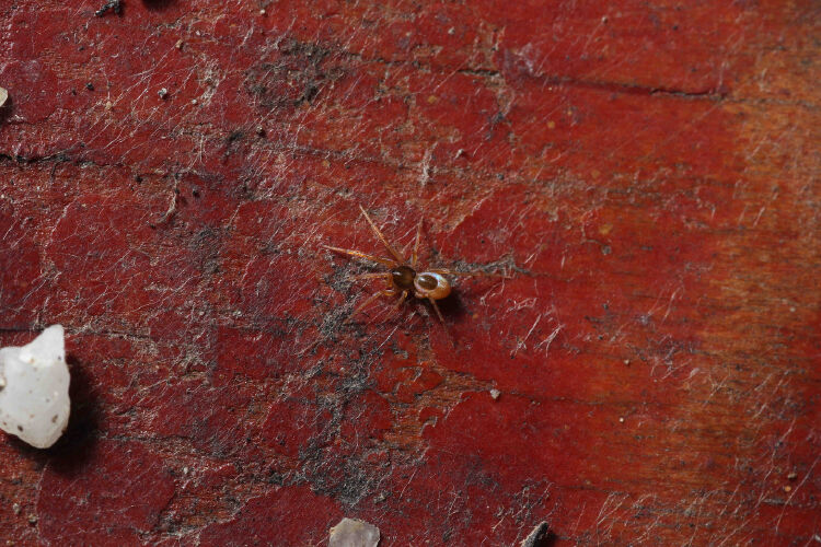 首个以深圳命名的蜘蛛诞生95后发现者还将有更多蜘蛛以深圳为名