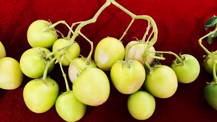 马铃薯果实"如果用四倍体育种,周期是10到15年,但是用种子育种,周期