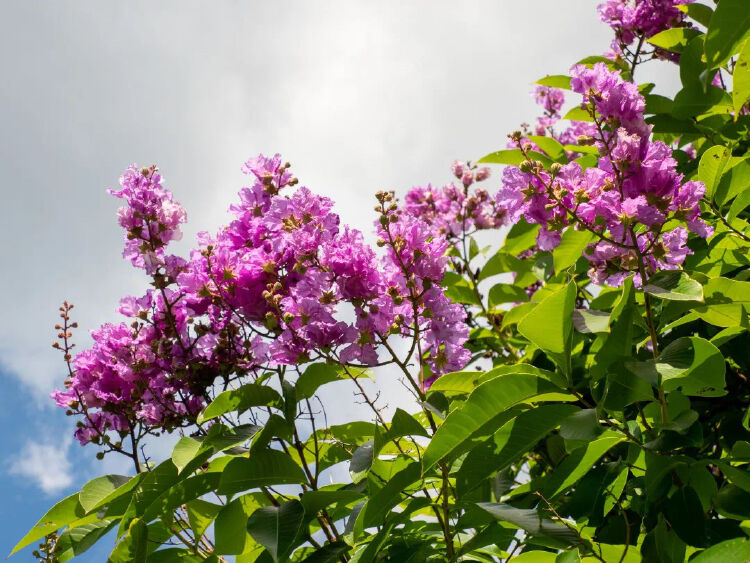 读创 原创 鹏城紫薇花开 处处是风景