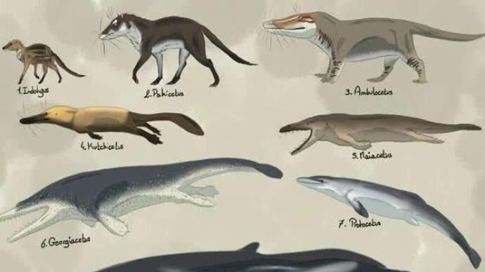 埃及沙漠中追溯到早期鲸_读创客户端