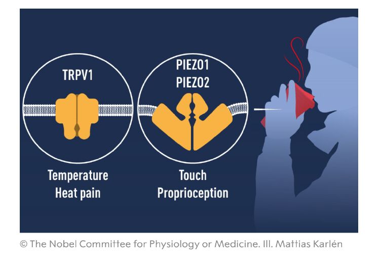 因發現溫度和觸覺受體,2位科學家獲2021年諾貝爾生理學或醫學獎_讀創