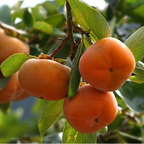 羊台山下龙华,石岩,坂田和白芒等地出产的柿子,除了果大,味甜,品种多