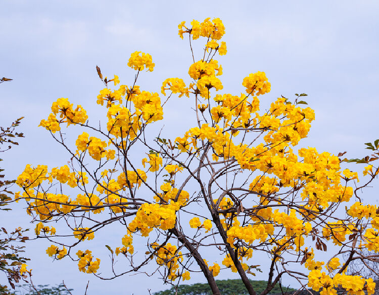 原创听花开的声音广州紫花风铃木冬日盛放