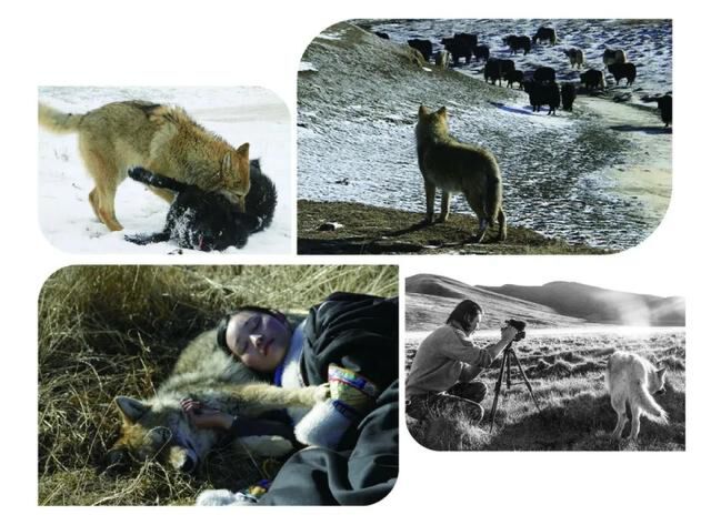 原创读创今日荐书那只狼又来了重返狼群背后的故事续写狼崽格林传奇