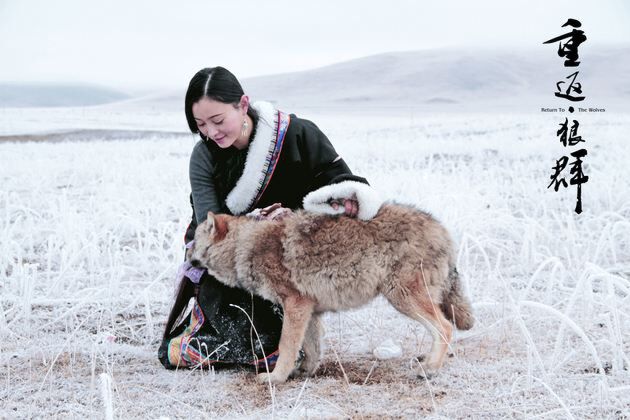原创读创今日荐书那只狼又来了重返狼群背后的故事续写狼崽格林传奇