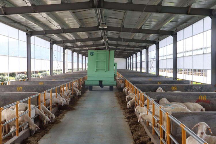 羊舍里的料糟颇为精巧,两侧围栏中央的通道宽敞顺畅,自动撒料车一边