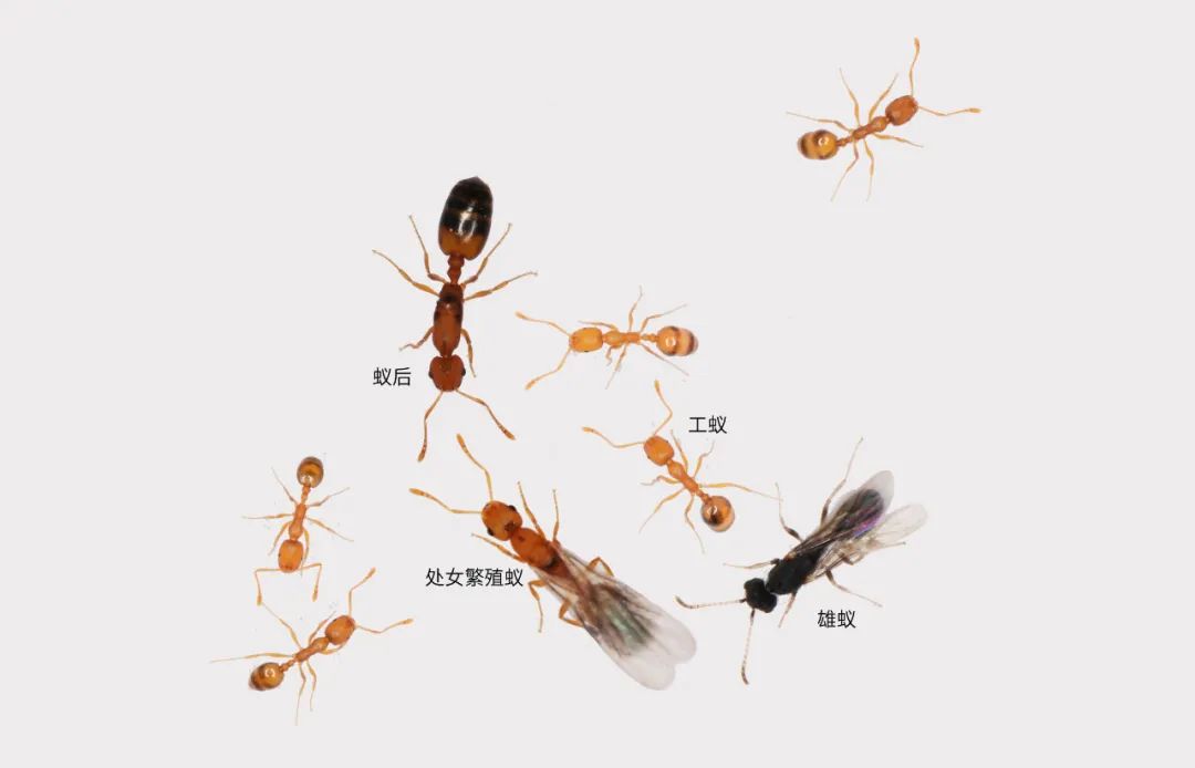 蚂蚁家族的分工图片